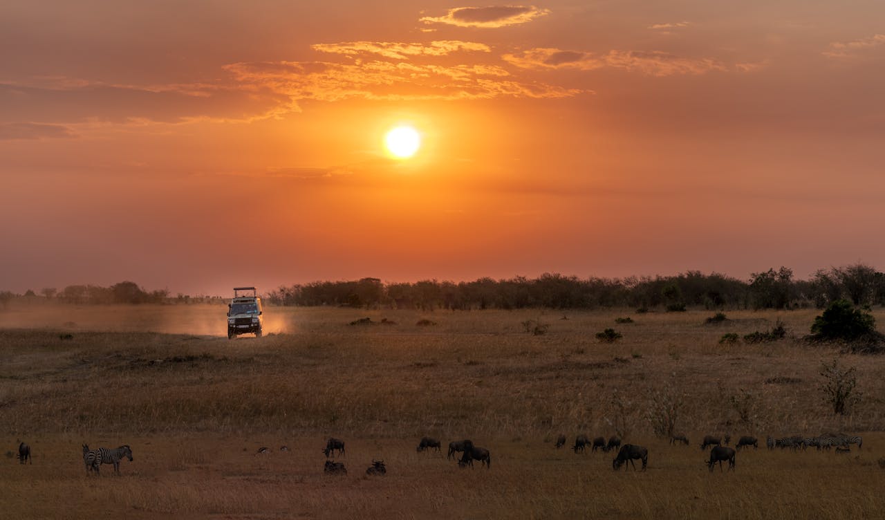 services-03 A stunning safari adventure at sunset with wildlife in the African savannah, showcasing natural beauty.