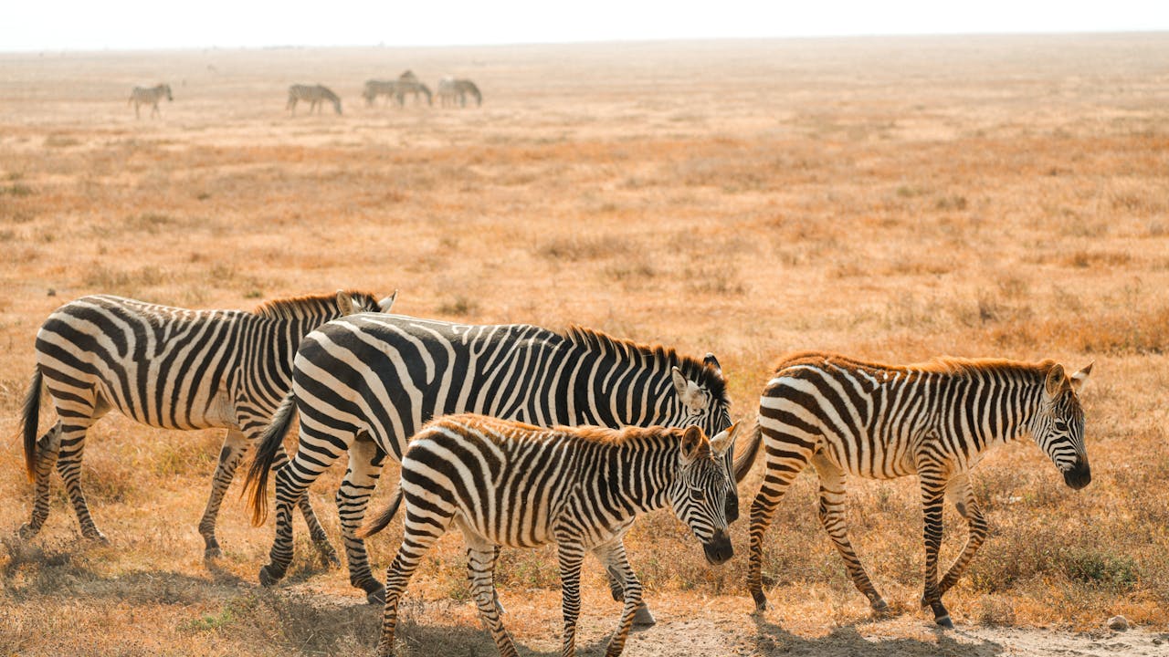services-04 A herd of zebras roaming the golden plains in Serengeti National Park, Tanzania.