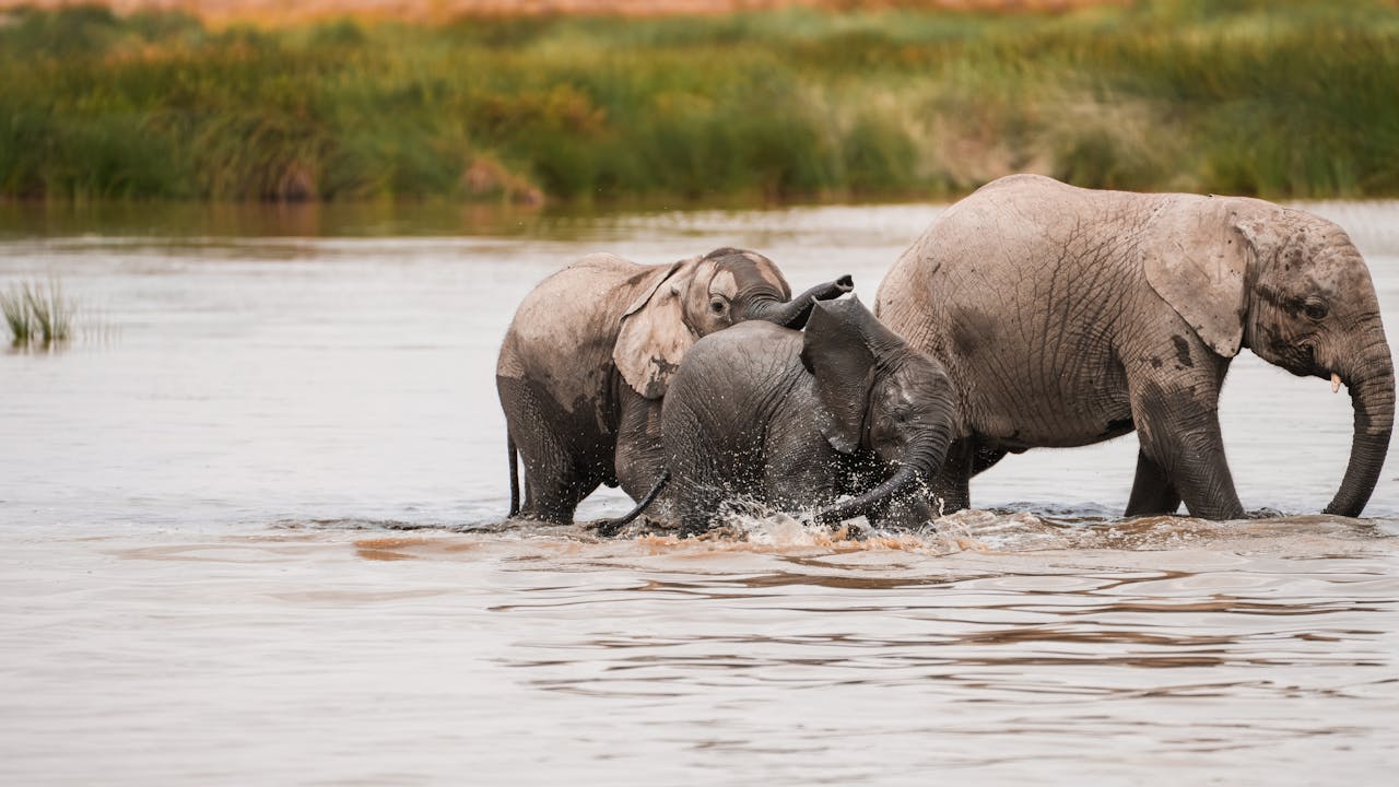 who-we-are A herd of African elephants enjoying playtime in a river in Tanzania's natural habitat.